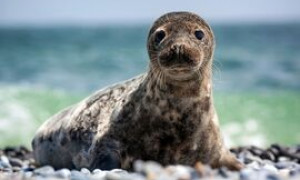 &Egrave; tornata la foca monaca nel Mar Mediterraneo