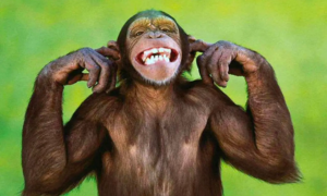 Anche gli animali ridono: ecco quali
