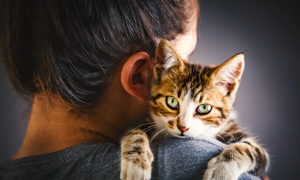8 agosto, la giornata internazionale del gatto. Ecco perch&egrave; si festeggia
