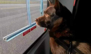 I vigili del fuoco dicono addio ad Art&ugrave;: il cane eroe intervenuto sul terremoto di Amatrice
