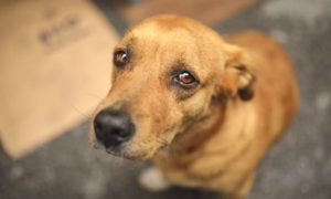 Anziano porta il cane in un rifugio per operarsi ma non pu&ograve; pi&ugrave; riprenderlo: &ldquo;Sono disperato&rdquo;