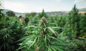 Restrizioni sull'impiego della cannabis light