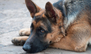 Desulo: il cane aspetta il ritorno del padrone, ma &egrave; deceduto. Il paese decide di adottarlo