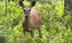 Avvistata cerva ferita con una freccia di balestra nel collo: &egrave; accaduto in provincia di Varese