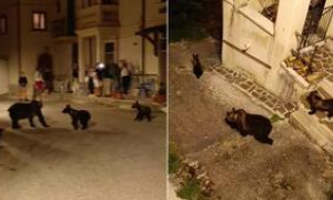 I cuccioli dell&rsquo;orsa Amarena sono di nuovo insieme e mangiano da soli