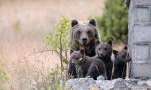 L&rsquo;orsa Amarena, esito della necroscopia: uccisa con un solo colpo