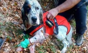 Il setter Kim precipita in un canale, recuperato e salvato dai vigili del fuoco