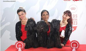 Giulia Chelo, da Sassari sul tetto del mondo con i suoi cocker