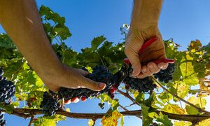 Vendemmia 2023 e cambiamento climatico, meno vino ma qualit&agrave; superiore