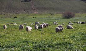 Pastori kirghisi in Sardegna, &ldquo;ripopoleranno le campagne&rdquo;