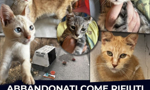 Cagliari, salva 18 gatti, parte l&rsquo;appello sui social: &quot;Adottateli&quot;