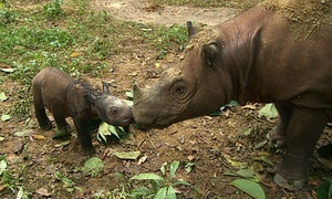 Una nuova speranza: &egrave; nato un cucciolo di Rinoceronte di Sumatra una specie in via di estinzione