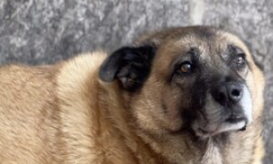 Pippo, il cane pi&ugrave; amato di Avellino, a dieta: il Comune prende provvedimenti per la sua salute