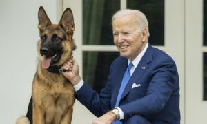 Il cane di Biden allontanato dalla Casa Bianca