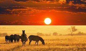 Gli animali nella savana hanno pi&ugrave; paura della voce umana che del ruggito di un leone