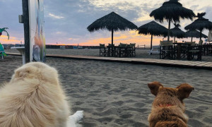 Bau Be&reg;: la prima certificazione aziendale a misura di cane
