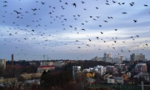 Tragedia a Chicago: 1.000 cccelli morti in un giorno a causa del Bird Strike