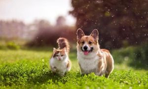Animali domestici: le agevolazioni a livello nazionale e locale