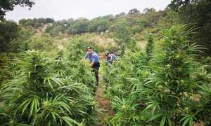 Droga, la Sardegna e Calabria prime produttrici nazionali di marijuana