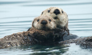 Brescia, nutria uccisa a bastonate al mercato di Orzinuovi
