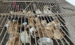 Cina: mille gatti salvati dalla macellazione