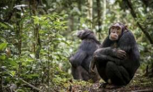 NASA e il Jane Goodall Institute: una collaborazione per aiutare gli scimpanz&egrave;