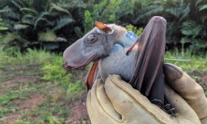Il pipistrello dalla testa a martello: il pi&ugrave; grande dell'Africa occidentale e centrale