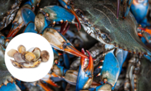 Il granchio blu colpisce il mercato delle vongole: aumento dei prezzi per Natale
