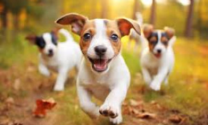 Orrore a Siurgus Donigala: due cani impiccati a un albero