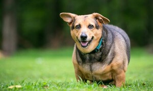 I consigli della scienza per prolungare la vita degli amici animali e prendersene cura al meglio