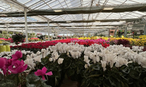 Festivit&agrave; novembre, bene vendite fiori ma i costi di produzione frenano i guadagni