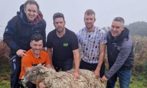 Scozia: salvata Fiona, la pecora pi&ugrave; sola al mondo
