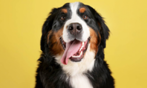 La classifica dei 10 nomi di cani pi&ugrave; diffusi in Italia
