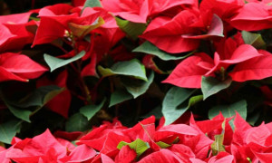 Stella di Natale: significato, scelta e cura di un dono duraturo