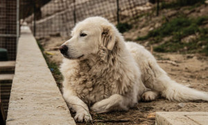 Cane ucciso e buttato nel fiume, l'orrore a Posada