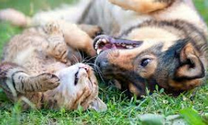 Nuove regole Ue per gli allevamenti di cani e gatti