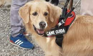 Niente animali al cinema, una donna non vedente rimane fuori dalla sala