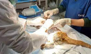 &Egrave; morto Leone, il gatto scuoiato vivo e abbandonato ad Angri