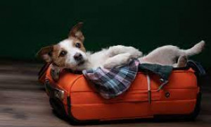 Cani e gatti gratis su Frecce e Intercity fino all'8 gennaio