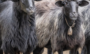 Al via le prime 50 adozioni in Sardegna con Mannos, la pecora sarda &egrave; la pi&ugrave; gettonata