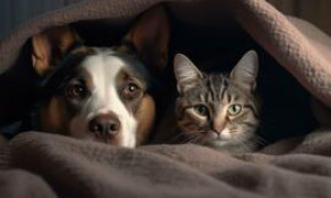 Come proteggere i cani e i gatti durante i botti di Capodanno: consigli dagli animalisti