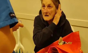 Sanremo: Luna, un Pinscher, muore a causa dei botti di fine anno&nbsp;