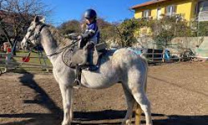Addio a Tornado, il cavallo di 22 anni morto a causa dei botti di Capodanno