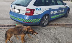 La Polizia di Stato salva due cagnolini nel giorno di Natale