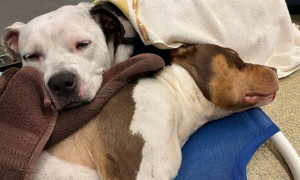 Le zampe dei cani sono pi&ugrave; pulite delle nostre scarpe