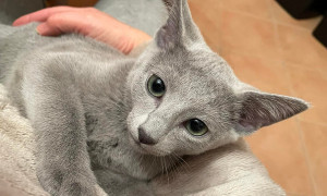 Un Felino ha tirato fuori gli artigli e ha salvato una donna