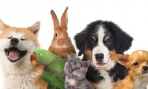 Bonus animali domestici 2024&nbsp;