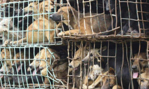 Corea del Sud, stop all&rsquo;allevamento, macellazione e vendita di cani per la loro carne