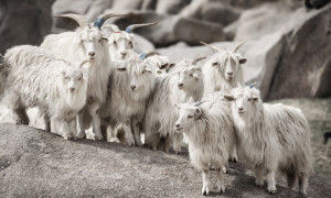 Cashmere: Dietro ai Maglioni di Lusso, la Crudele Verit&agrave; dell'Industria Tessile