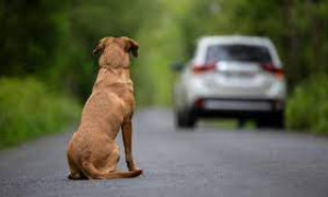 Carcere fino a 7 anni per chi abbandona gli animali in strada